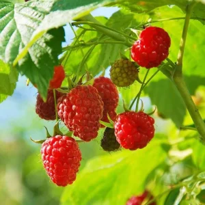 Red Raspberry Live Plant (Rubus idaeus) - 2-inch Pot Berry Cane - Image 3