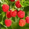 Red Raspberry Live Plant (Rubus idaeus) - 2-inch Pot Berry Cane - Image 1