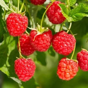 Red Raspberry Live Plant (Rubus idaeus) - 2-inch Pot Berry Cane - Image 1