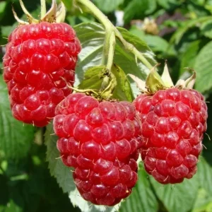 Red Raspberry Live Plant (Rubus idaeus) - 2-inch Pot Berry Cane - Image 8