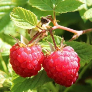 Red Raspberry Live Plant (Rubus idaeus) - 2-inch Pot Berry Cane - Image 9