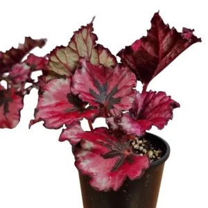 Red Robin Begonia Live Plant – 5-7 Inch Tall Starter Plant – Indoor/Outdoor - Image 3