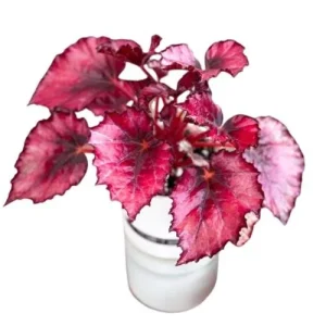 Red Robin Begonia Live Plant – 5-7 Inch Tall Starter Plant – Indoor/Outdoor - Image 1