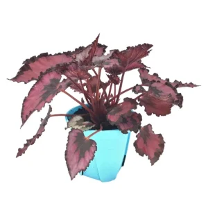 Red Robin Begonia Live Plant – 5-7 Inch Tall Starter Plant – Indoor/Outdoor - Image 5