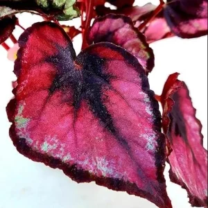 Red Robin Begonia Live Plants – 2 Rex Begonias, 5-7 Inch Tall, Indoor/Shade - Image 2
