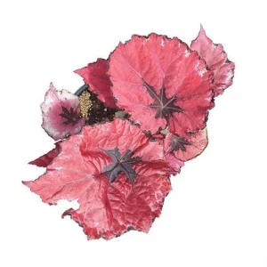 Red Robin Begonia Live Plants – 2 Rex Begonias, 5-7 Inch Tall, Indoor/Shade - Image 6