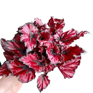 Red Robin Begonia Live Plants – 2 Rex Begonias, 5-7 Inch Tall, Indoor/Shade - Image 7