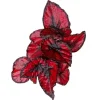Red Robin Begonia Live Plants – 2 Rex Begonias, 5-7 Inch Tall, Indoor/Shade - Image 1