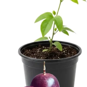 Red Rover Passion Fruit Live Plant – Perennial Fruit Vine – 4-7 Inches Tall – Outdoor - Image 4
