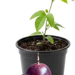 Red Rover Passion Fruit Live Plant – Perennial Fruit Vine – 4-7 Inches Tall – Outdoor - Image 5