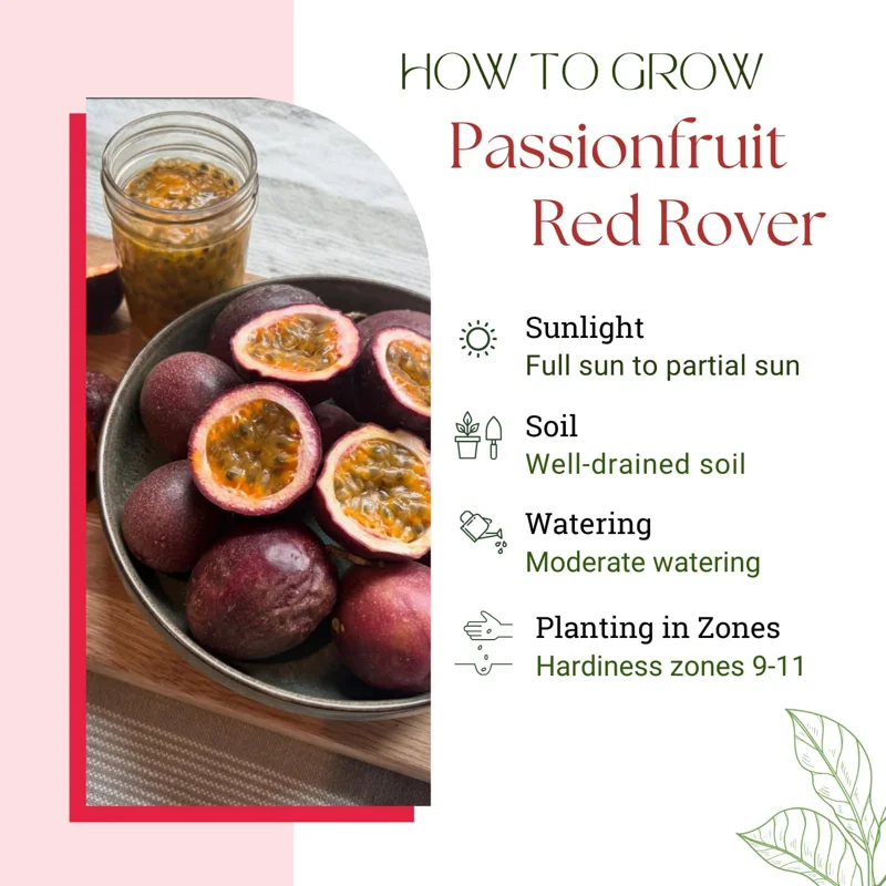 Red Rover Passion Fruit Live Plant Vine, Perennial Fruit, 4-7 Inches Tall, Outdoor - Image 2