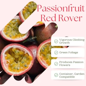 Red Rover Passion Fruit Live Plant Vine, Perennial Fruit, 4-7 Inches Tall, Outdoor - Image 3
