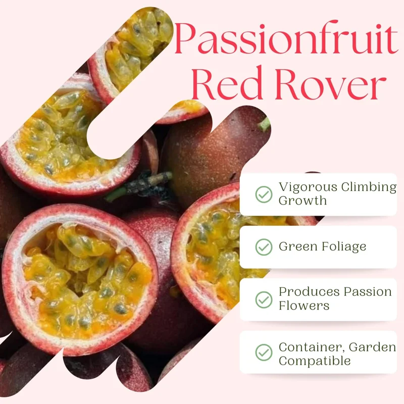 Red Rover Passion Fruit Live Plant Vine, Perennial Fruit, 4-7 Inches Tall, Outdoor - Image 3