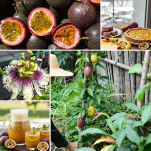 Red Rover Passion Fruit Live Plant Vine, Perennial Fruit, 4-7 Inches Tall, Outdoor - Image 4