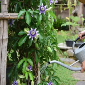 Red Rover Passion Fruit Live Plant Vine, Perennial Fruit, 4-7 Inches Tall, Outdoor - Image 5