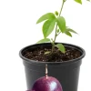Red Rover Passion Fruit Live Plant Vine, Perennial Fruit, 4-7 Inches Tall, Outdoor - Image 1