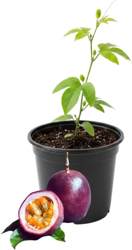 Red Rover Passion Fruit Live Plant Vine, Perennial Fruit, 4-7 Inches Tall, Outdoor - Image 1