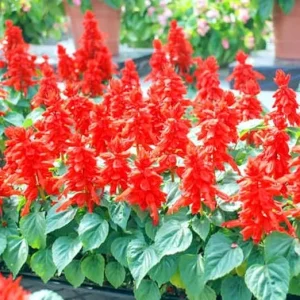 Red Salvia Live Plants - 2 Plants in 4 Inch Pot - Outdoor Flower - Image 5