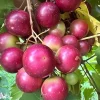 Red Scarlet Muscadine Vine Plant - 2 Year Old Grapevine, Sweet, Outdoor - Image 1