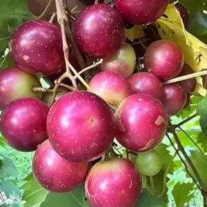 Red Scarlet Muscadine Vine Plant - 2 Year Old Grapevine, Sweet, Outdoor - Image 4