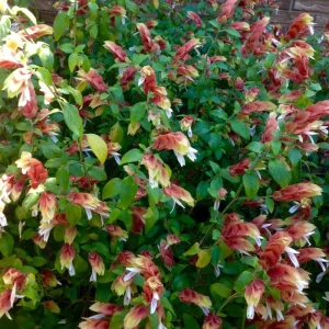 Red Shrimp Live Plant - 2 Starter Plants, 4-8