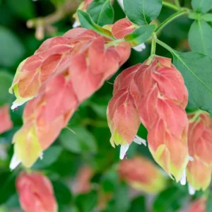 Red Shrimp Live Plant - 2 Starter Plants, 4-8