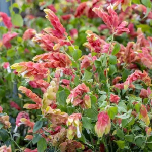 Red Shrimp Live Plant - 2 Starter Plants, 4-8