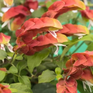 Red Shrimp Live Plant - 2 Starter Plants, 4-8