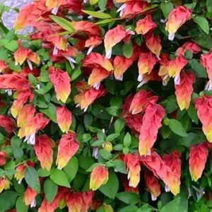 Red Shrimp Live Plants - 2 Pack, 5-7 inches Tall, Easy Care, Indoor/Outdoor - Image 3