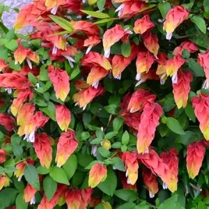 Red Shrimp Live Plants - 2 Pack, 5-7 inches Tall, Easy Care, Indoor/Outdoor - Image 1