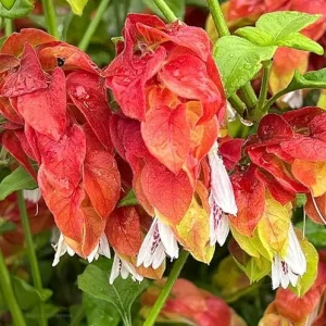 Red Shrimp Plant Live, 5-7 Inch Tall, Unique Indoor Perennial - Image 4