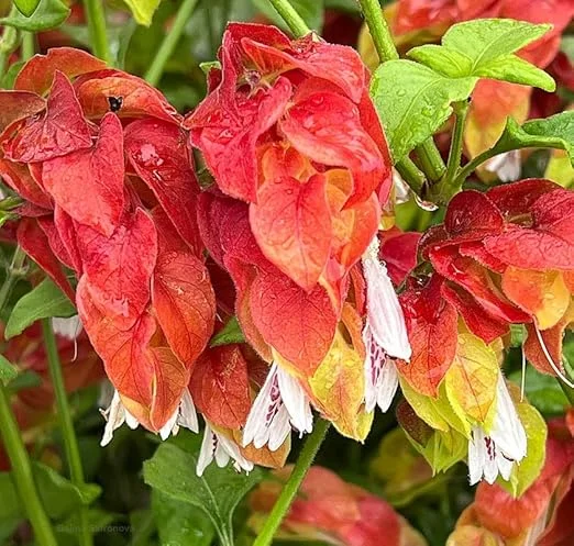 Red Shrimp Plant Live, 5-7 Inch Tall, Unique Indoor Perennial - Image 4