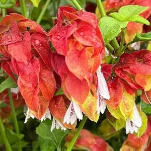 Red Shrimp Plant Live, 5-7 Inch Tall, Unique Indoor Perennial - Image 5
