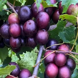 Red Summit Muscadine Vine Plant - 2 Year Old Grapevine, Sweet Red Grapes - Image 2