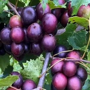Red Summit Muscadine Vine Plant - 2 Year Old Grapevine, Sweet Red Grapes - Image 4