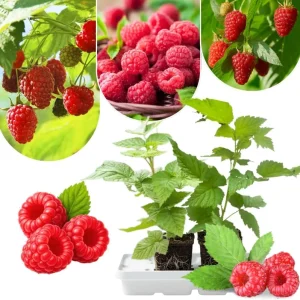 Red Thornless Raspberry Plants Live - Sweet Berry Bush, Cold Hardy, 2-Pack, 4-8