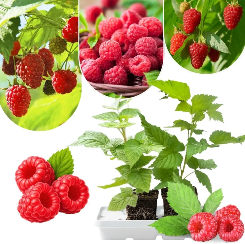 Red Thornless Raspberry Plants Live - Sweet Berry Bush, Cold Hardy, 2-Pack, 4-8" Tall - Image 2