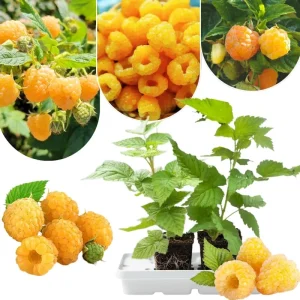 Red Thornless Raspberry Plants Live - Sweet Berry Bush, Cold Hardy, 2-Pack, 4-8