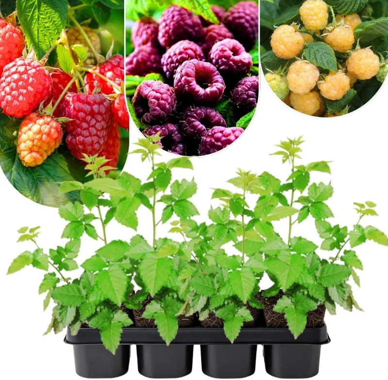 Red Thornless Raspberry Plants Live - Sweet Berry Bush, Cold Hardy, 2-Pack, 4-8" Tall - Image 1