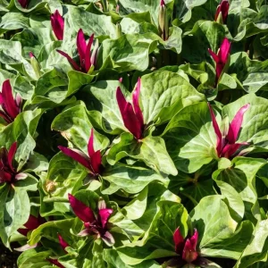 Red Trillium Flower Bulbs - 10 Pack, 3-5 Inches, Spring Planting - Image 2