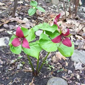 Red Trillium Flower Bulbs - 10 Pack, 3-5 Inches, Spring Planting - Image 4
