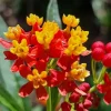 Red Tropical Milkweed Live Plants – 2 Bloodflower Plants for Garden - Image 1