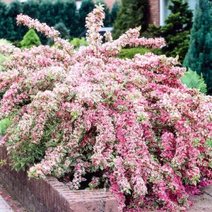 Red Weigela Bush Live Plant 1-2 Ft Tall - Flowering Shrub for Outdoor Planting - Image 1