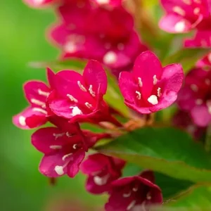 Red Weigela Live Plant - Quart Pot Flowering Shrub for Outdoor Gardens - Image 3