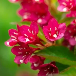 Red Weigela Live Plant - Quart Pot Flowering Shrub for Outdoor Gardens - Image 1