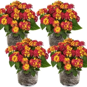 Red Yellow Lantana Live Plants – 4 Pack, 4-7 Inches Tall – Outdoor Annual Flower - Image 1