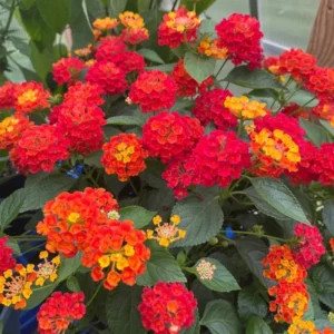 Red Yellow Lantana Live Plants – 4 Pack, 4-7 Inches Tall – Outdoor Annual Flower - Image 3