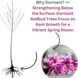 Redbud Tree Live Plant - American Red Bud Seedlings, 2 Pack, 6-15