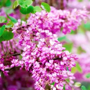 Redbud Tree Live Plant - American Red Bud Seedlings, 2 Pack, 6-15