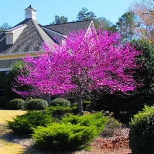 Redbud Tree Live Plant - American Red Bud Seedlings, 2 Pack, 6-15